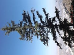 老爷山特立独行的松树-老爷山风景区