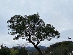 -龙坞茶村