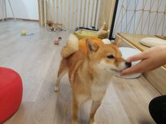 -柴迷FANS CLUB·柴犬狗咖·猫咖