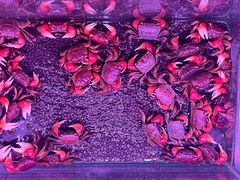 -花鸟鱼虫鲜花绿植市场(玉泉路店)