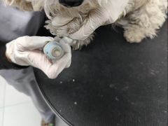 -达爱动物医院·犬猫分区·CT·复杂眼科(远洋山水分院)
