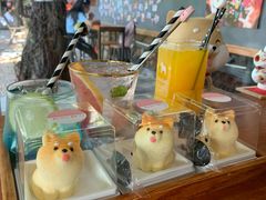 -柴犬高等学院·狗咖·柴犬售卖·宠物训练