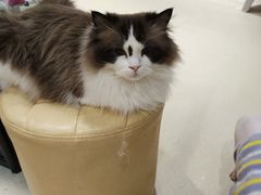 -藏猫猫咖啡主题馆(中央大道店)