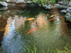 -鲤院·新中式美学·庭院餐厅(夫子庙店)