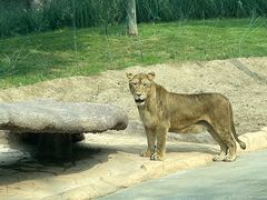 -北京野生动物园