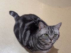 -藏猫猫咖啡主题馆(中央大道店)