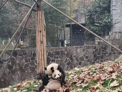 -都江堰中华大熊猫苑