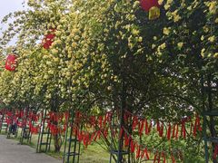 -都江堰玫瑰花溪谷