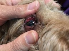 -瑞派·关忠动物医院·异宠专科·犬猫肿瘤·皮肤专科(望京店)