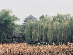 -桂湖森林公园