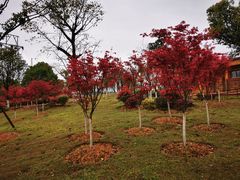 -铁山坪森林公园