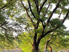 -井之头恩赐公园