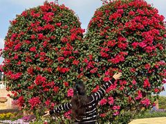 -东莞植物园