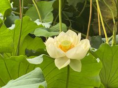 -莲池书院博物馆
