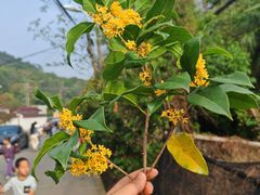 -苏州市吴中区光福窑上花果蜜饯厂