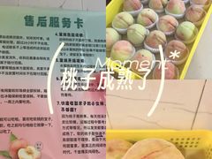 -老袁家蜜桃农场·阳山水蜜桃