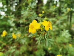 -峡谷浮石林景区