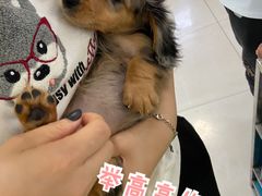 -翊宠yipet猫狗购宠庄园犬舍•猫舍