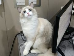 -四月宠物医院·猫专科·心脏专科·内科(转塘店)