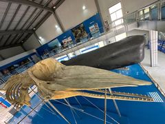 -上海海洋大学鱼文化博物馆(军工路校区)