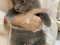 -lincat·猫舍(广州店)