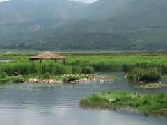 -腾冲北海湿地