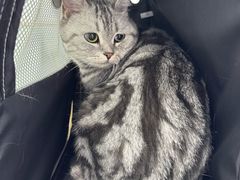 -纳吉亚猫专科动物诊疗中心(蒋宅口分院)