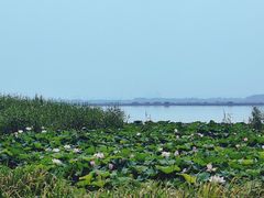 -七的湖·晚芳亭·阳澄湖农家菜·大闸蟹(莲花岛店)