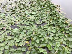 -贡湖湾湿地公园