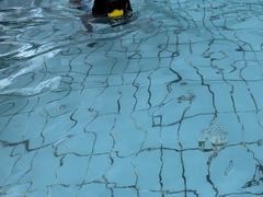 -趣玩宠物乐园寄养训犬训狗游泳池
