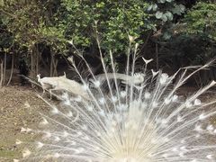 -广州长隆飞鸟乐园