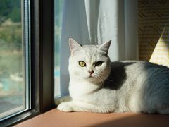 -糯米喵星人总部直营旗舰店·猫舍·幼猫出售