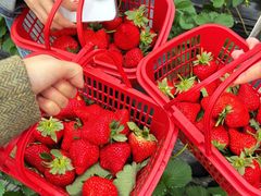-尚田草莓姑娘白草莓采摘基地