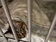 -艾吉宠物医院·疑难杂症转诊中心·猫友好(碧江路院)