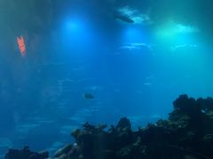 -海棠湾洲际-涛·海底餐厅·美人鱼·自助餐·海底隧道