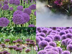 -洪湖湿地生态园