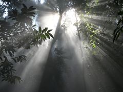 -西双版纳原始森林公园