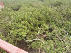 -北海金海湾红树林生态旅游区