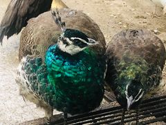 -瑞丽独树成林风景区