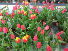 -南通洲际绿博园