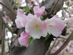 -海棠花溪(元大都城垣遗址公园)