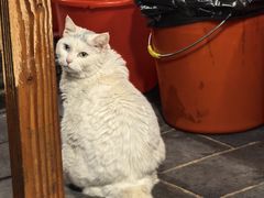 -张记牛肉面馆(天津路店)