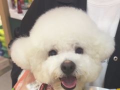 -BABIT巴比特宠物(MOMOPARK店)