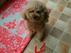 -暖阳宠物医院·犬猫康复中心·骨科
