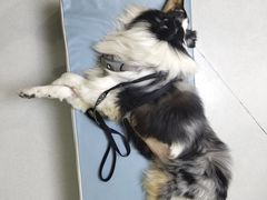 -谐和益家动物医院·免疫绝育·血液透析·宠保定点医院(高新伊藤分院)