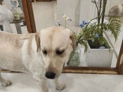 -共舞时光猫咖·狗咖(新街口店)