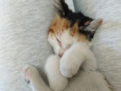 -宠颐生动物医院·心脏科·保险定点(锦阳分院)