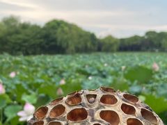 -无锡蠡湖国家湿地公园-蠡园