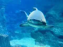 -海合安青岛极地海洋公园
