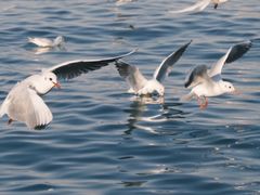 -日照灯塔风景区